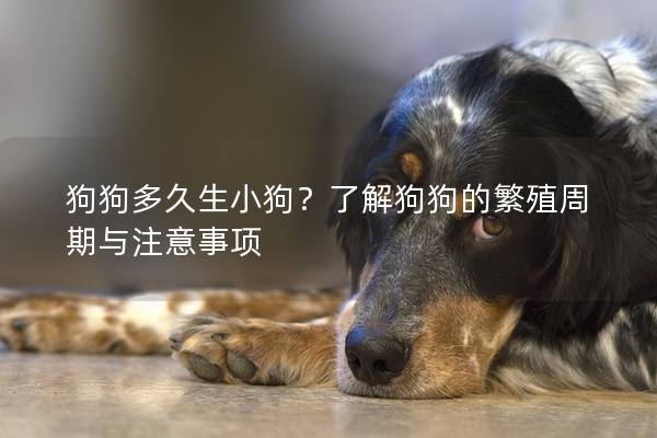 狗狗多久生小狗？了解狗狗的繁殖周期与注意事项