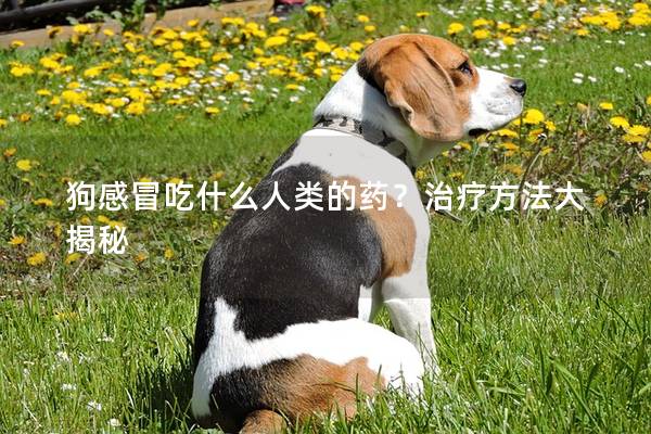 狗感冒吃什么人类的药？治疗方法大揭秘