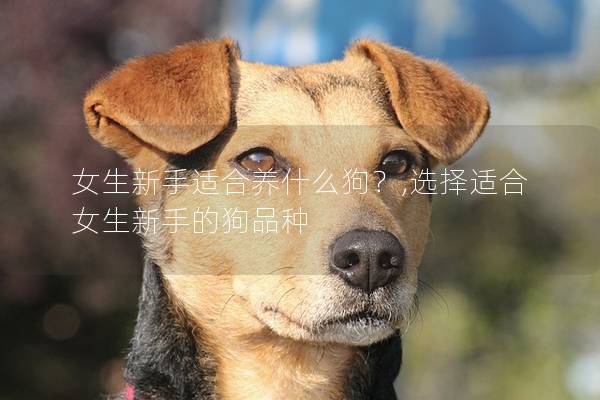 女生新手适合养什么狗？,选择适合女生新手的狗品种