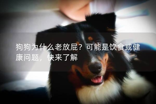 狗狗为什么老放屁？可能是饮食或健康问题，快来了解