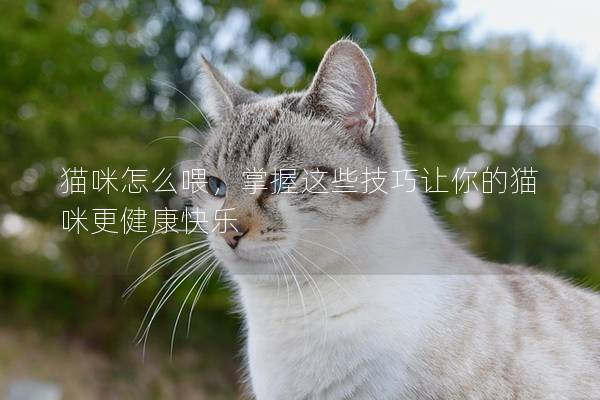 猫咪怎么喂，掌握这些技巧让你的猫咪更健康快乐