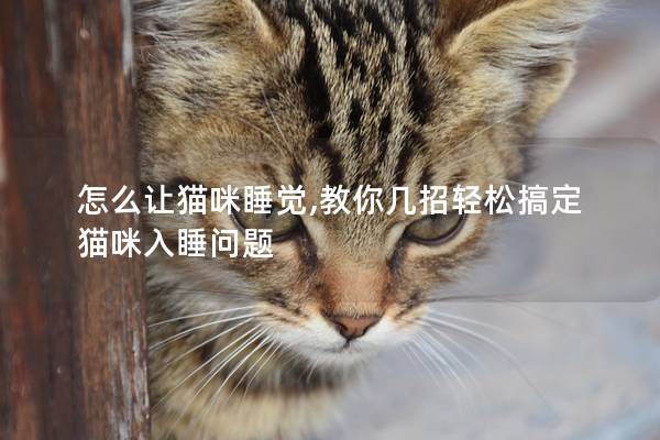 怎么让猫咪睡觉,教你几招轻松搞定猫咪入睡问题