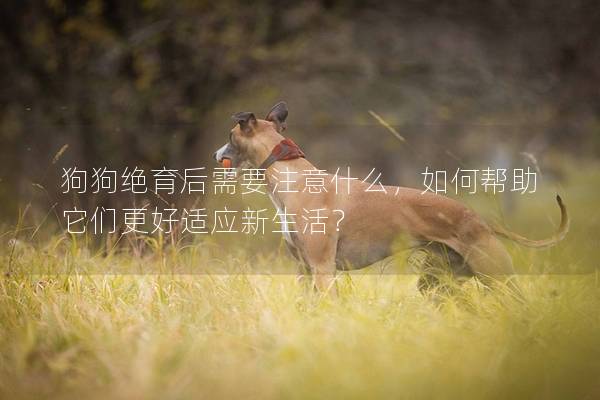 狗狗绝育后需要注意什么，如何帮助它们更好适应新生活？