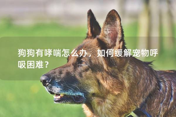 狗狗有哮喘怎么办，如何缓解宠物呼吸困难？