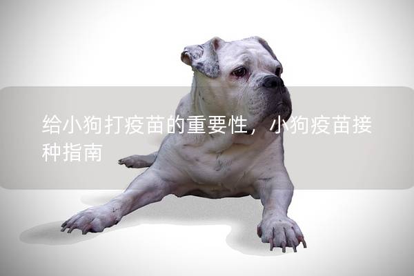 给小狗打疫苗的重要性，小狗疫苗接种指南