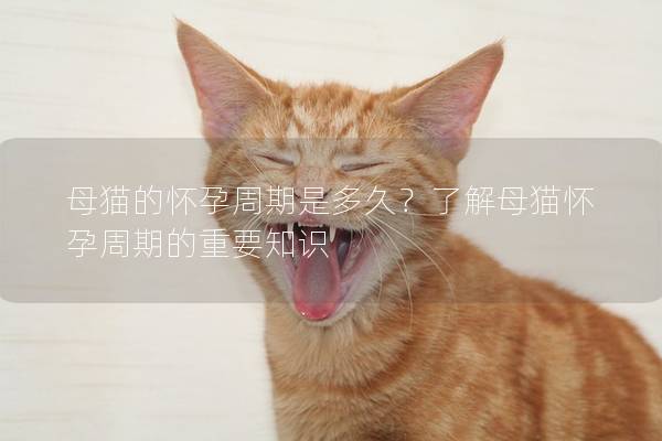 母猫的怀孕周期是多久？了解母猫怀孕周期的重要知识