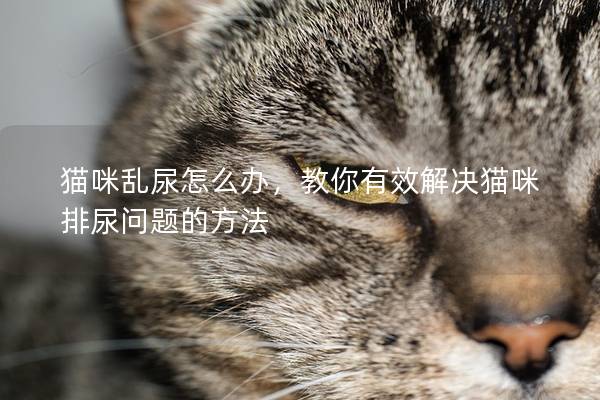 猫咪乱尿怎么办，教你有效解决猫咪排尿问题的方法