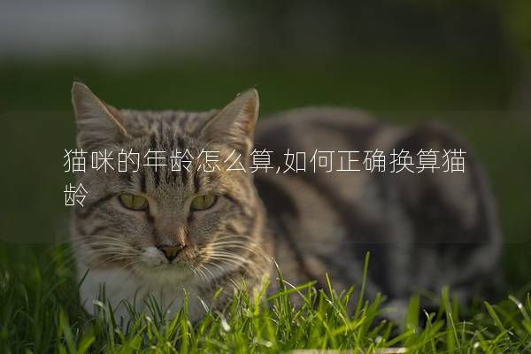 猫咪的年龄怎么算,如何正确换算猫龄
