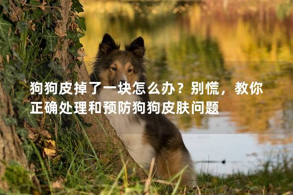 狗狗皮掉了一块怎么办？别慌，教你正确处理和预防狗狗皮肤问题