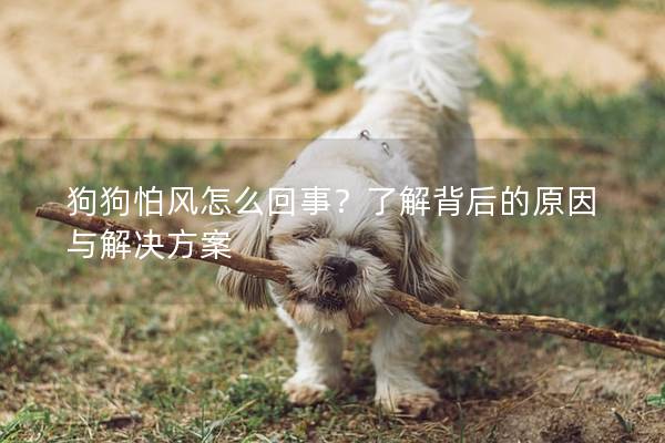 狗狗怕风怎么回事？了解背后的原因与解决方案