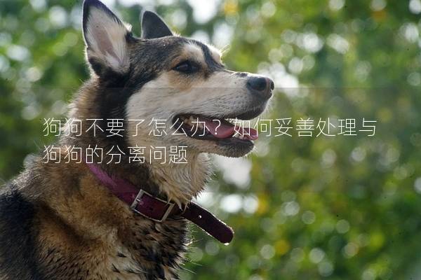 狗狗不要了怎么办？如何妥善处理与狗狗的分离问题