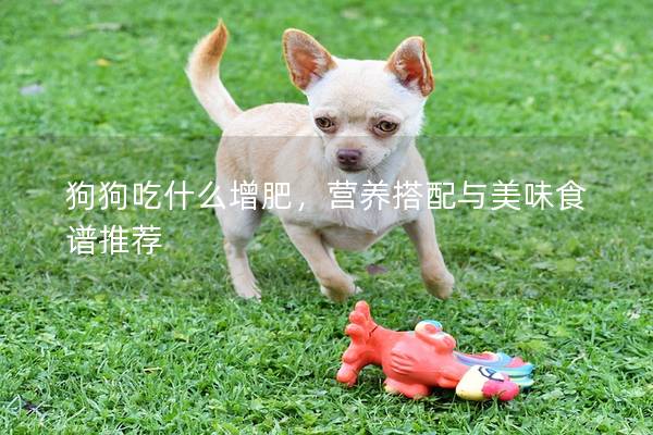 狗狗吃什么增肥，营养搭配与美味食谱推荐