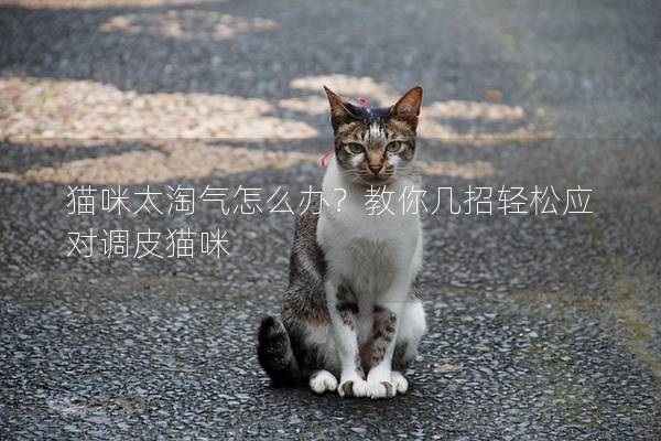 猫咪太淘气怎么办？教你几招轻松应对调皮猫咪