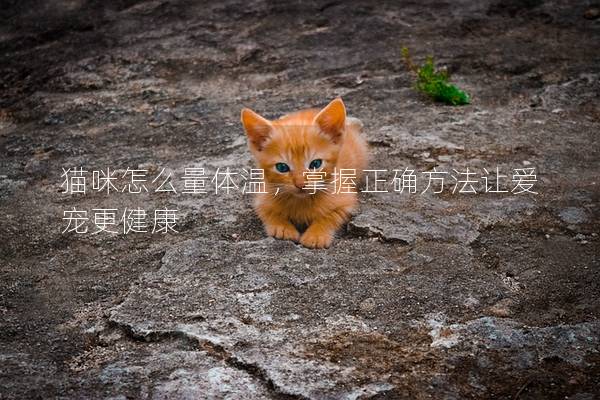猫咪怎么量体温，掌握正确方法让爱宠更健康