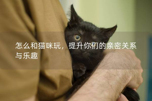 怎么和猫咪玩，提升你们的亲密关系与乐趣