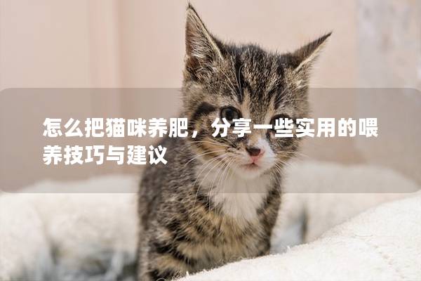 怎么把猫咪养肥，分享一些实用的喂养技巧与建议