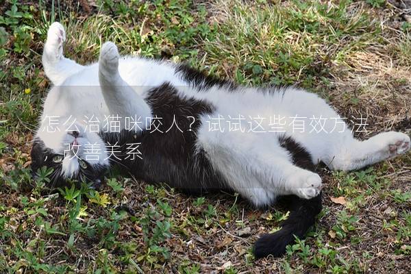 怎么治猫咪咬人？试试这些有效方法，改善关系