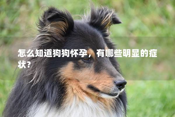 怎么知道狗狗怀孕，有哪些明显的症状？