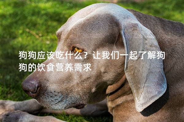 狗狗应该吃什么？让我们一起了解狗狗的饮食营养需求
