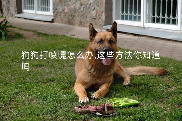 狗狗打喷嚏怎么办,这些方法你知道吗