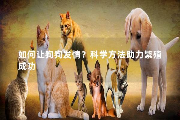 如何让狗狗发情？科学方法助力繁殖成功