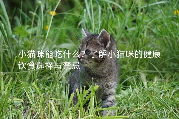 小猫咪能吃什么？了解小猫咪的健康饮食选择与禁忌