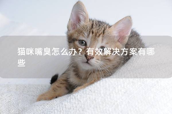 猫咪嘴臭怎么办？有效解决方案有哪些