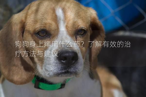 狗狗身上痒用什么药？了解有效的治疗方法与建议