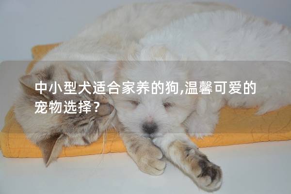 中小型犬适合家养的狗,温馨可爱的宠物选择？