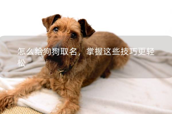怎么给狗狗取名，掌握这些技巧更轻松