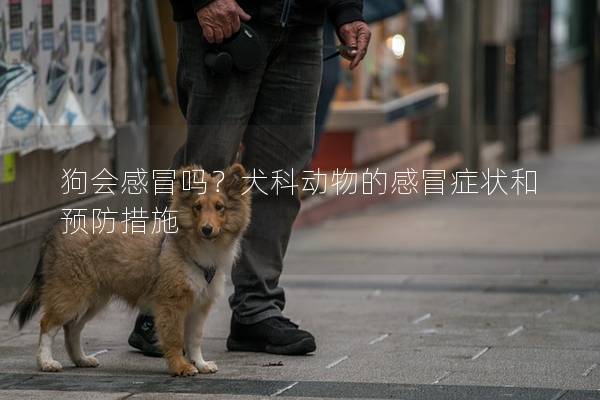 狗会感冒吗？犬科动物的感冒症状和预防措施