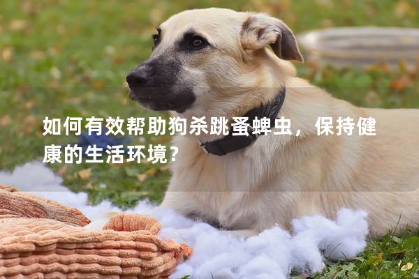 如何有效帮助狗杀跳蚤蜱虫，保持健康的生活环境？