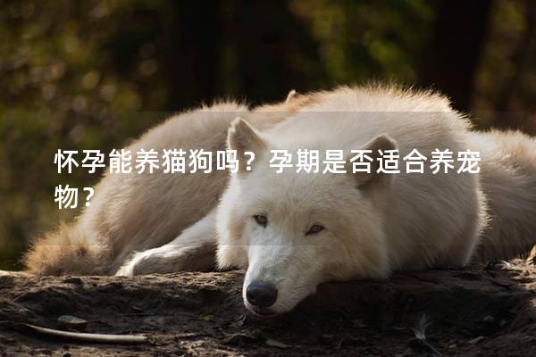 怀孕能养猫狗吗？孕期是否适合养宠物？