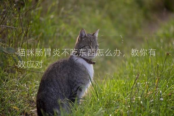 猫咪肠胃炎不吃东西怎么办，教你有效应对