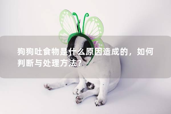 狗狗吐食物是什么原因造成的，如何判断与处理方法？