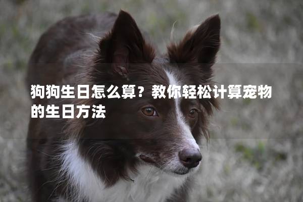 狗狗生日怎么算？教你轻松计算宠物的生日方法