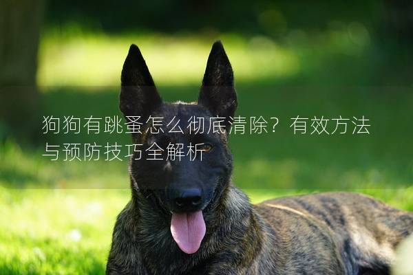 狗狗有跳蚤怎么彻底清除？有效方法与预防技巧全解析