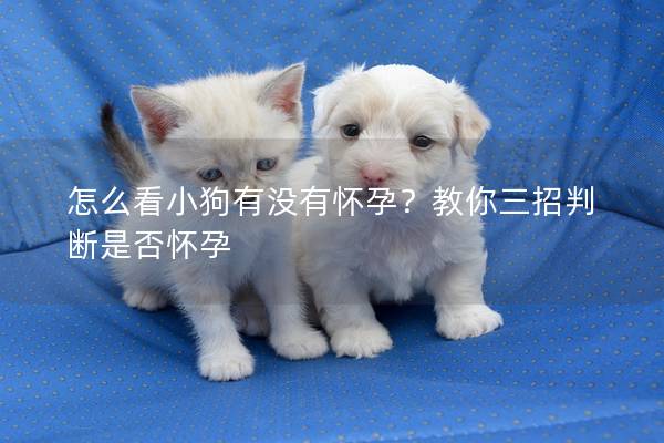 怎么看小狗有没有怀孕？教你三招判断是否怀孕