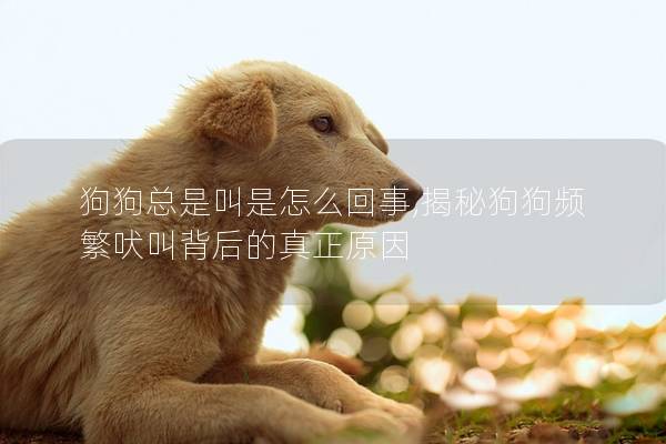 狗狗总是叫是怎么回事,揭秘狗狗频繁吠叫背后的真正原因