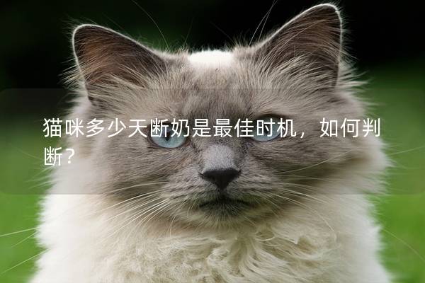 猫咪多少天断奶是最佳时机，如何判断？