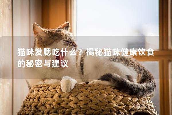 猫咪发腮吃什么？揭秘猫咪健康饮食的秘密与建议