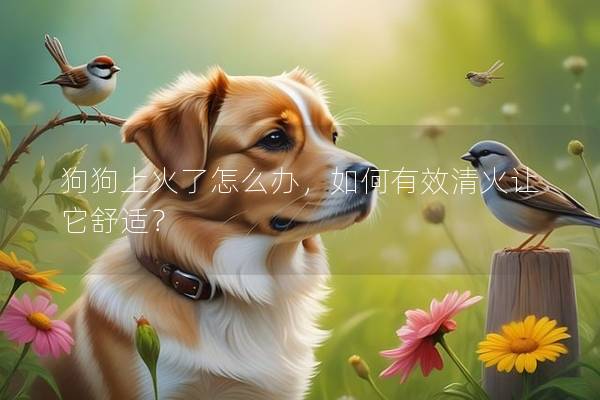 狗狗上火了怎么办，如何有效清火让它舒适？