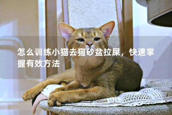 怎么训练小猫去猫砂盆拉屎，快速掌握有效方法