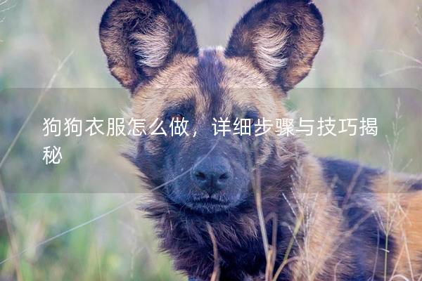 狗狗衣服怎么做，详细步骤与技巧揭秘