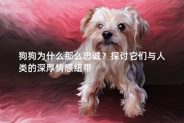 狗狗为什么那么忠诚？探讨它们与人类的深厚情感纽带