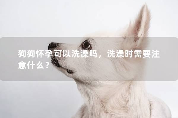 狗狗怀孕可以洗澡吗，洗澡时需要注意什么？