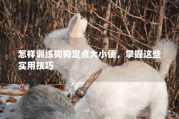 怎样训练狗狗定点大小便，掌握这些实用技巧