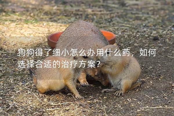 狗狗得了细小怎么办用什么药，如何选择合适的治疗方案？