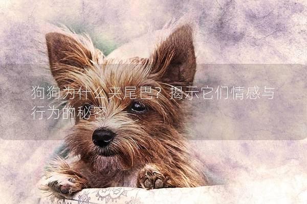 狗狗为什么夹尾巴？揭示它们情感与行为的秘密
