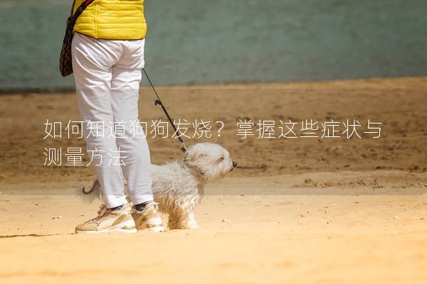如何知道狗狗发烧？掌握这些症状与测量方法